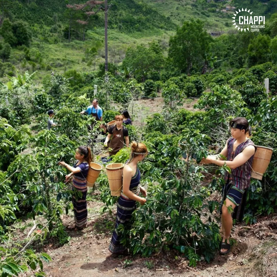 CÀ PHÊ HẠT BLEND HÒA QUYỆN (vị pha trộn đậm đắng và thơm của Robusta và Arabica)
